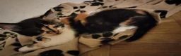 Mixed Breed cats for sale: Beautiful kittens looking for forever homes  - Advert 10
