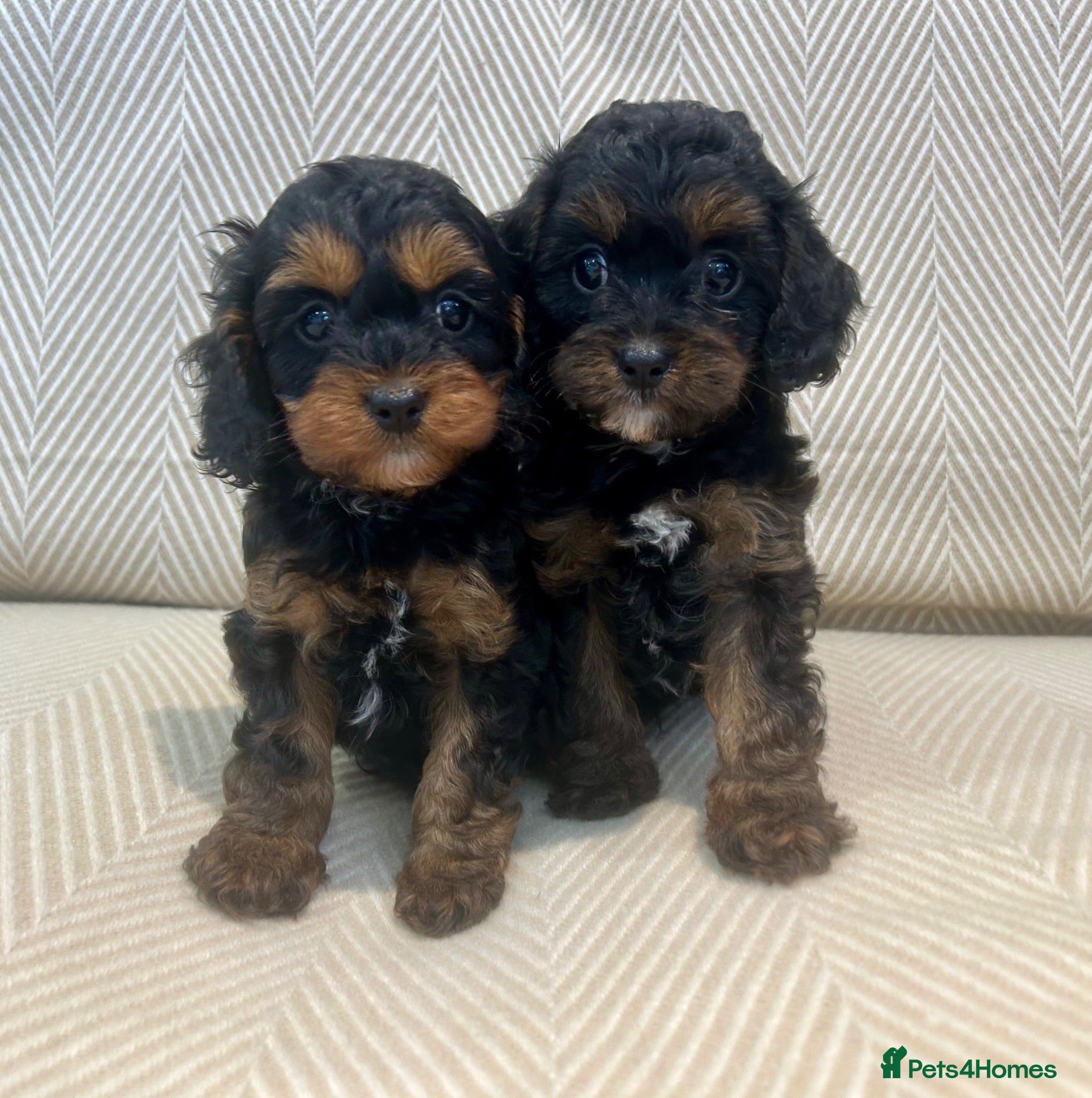 Cavapoo dogs 5🌟licensed cavapoo puppies  - Advert 1
