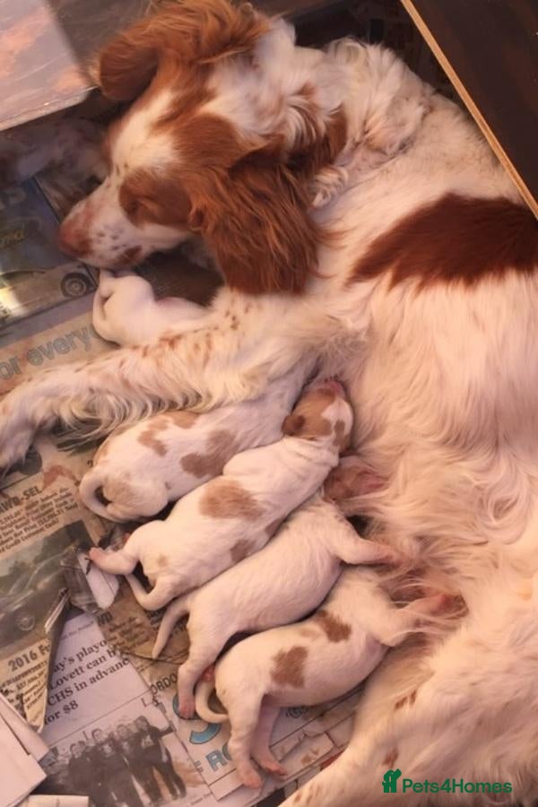 Brittany Spaniel dogs A Noble Breed with a Loving Heart-Brittany Spaniel - Advert 13