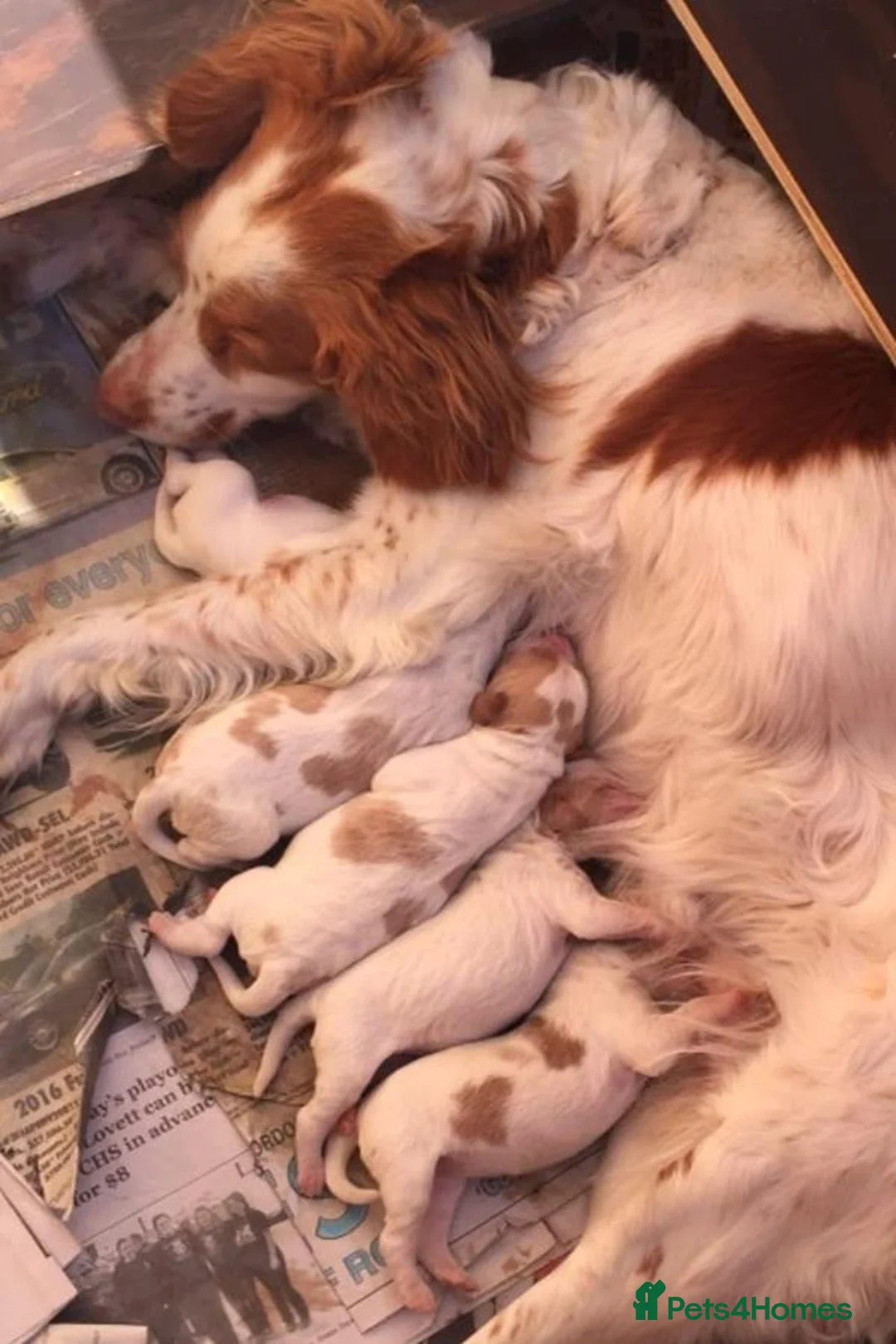 Brittany Spaniel dogs for sale: A Noble Breed with a Loving Heart-Brittany Spaniel in Bournemouth - Advert 1