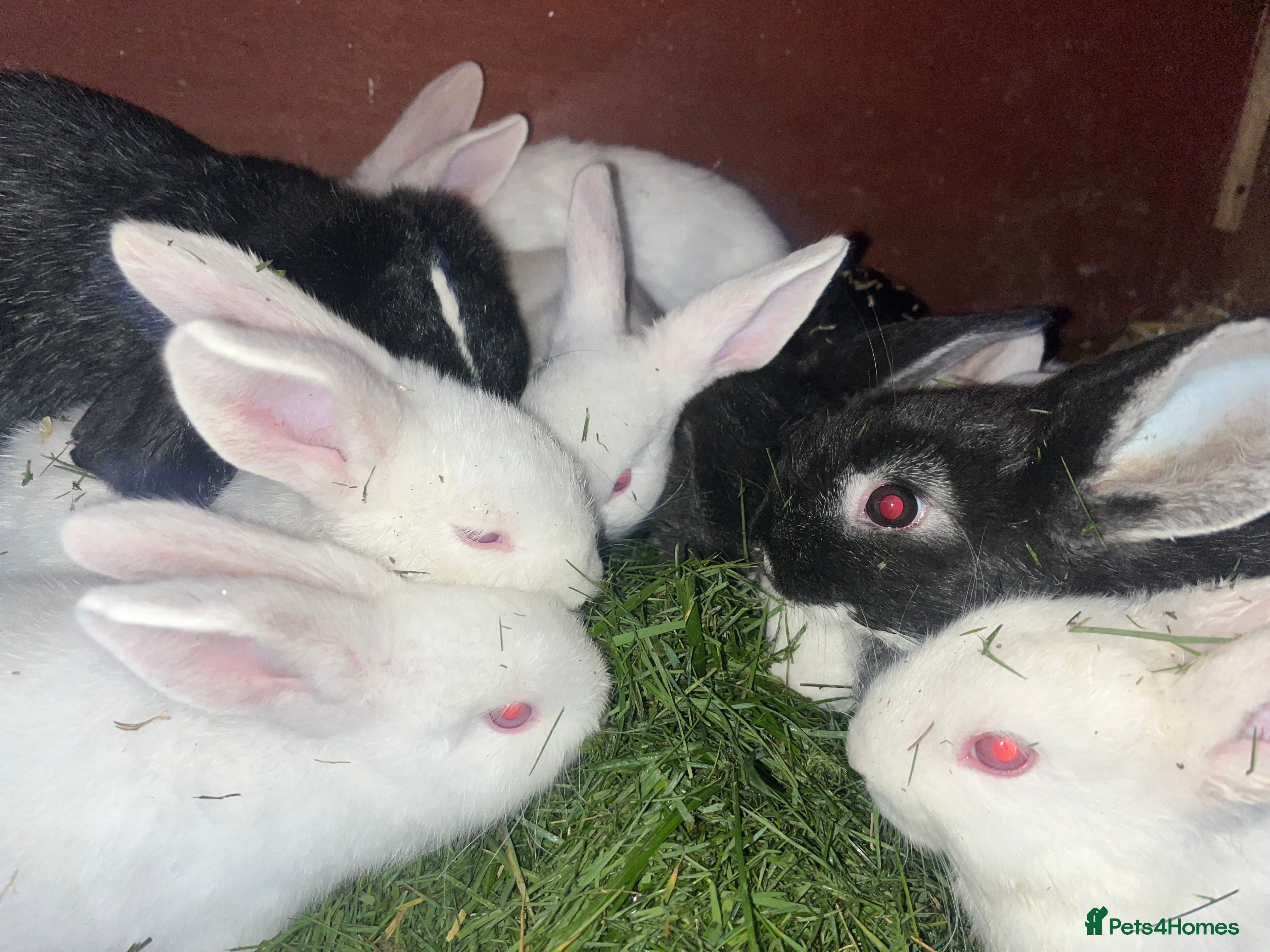 Mixed Breed rabbits Small, mixed breed baby rabbits - Advert 1