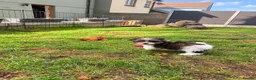 Yorkshire Terrier dogs for sale: Beautiful Biewer YorkieTerrier puppies Ready Soon  - Advert 6