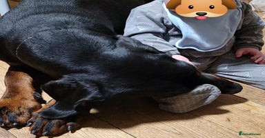 Dobermann dogs - Advert 16