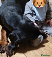 Dobermann dogs - Advert 2