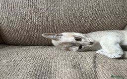 Burmese cats for sale: GCCF reg Pedigree Kittens - Image 21