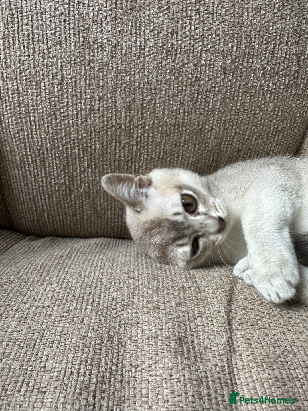 Burmese cats for sale: GCCF reg Pedigree Kittens - Image 21