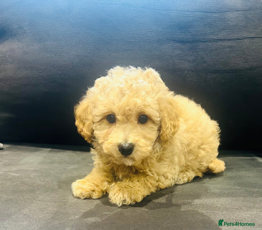 Poochon dogs for sale: Gorgeous F1 Poochon Puppies - Image 8