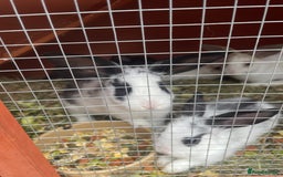 Mixed Breed rabbits for sale: Mixed breed baby rabbits  - Image 6