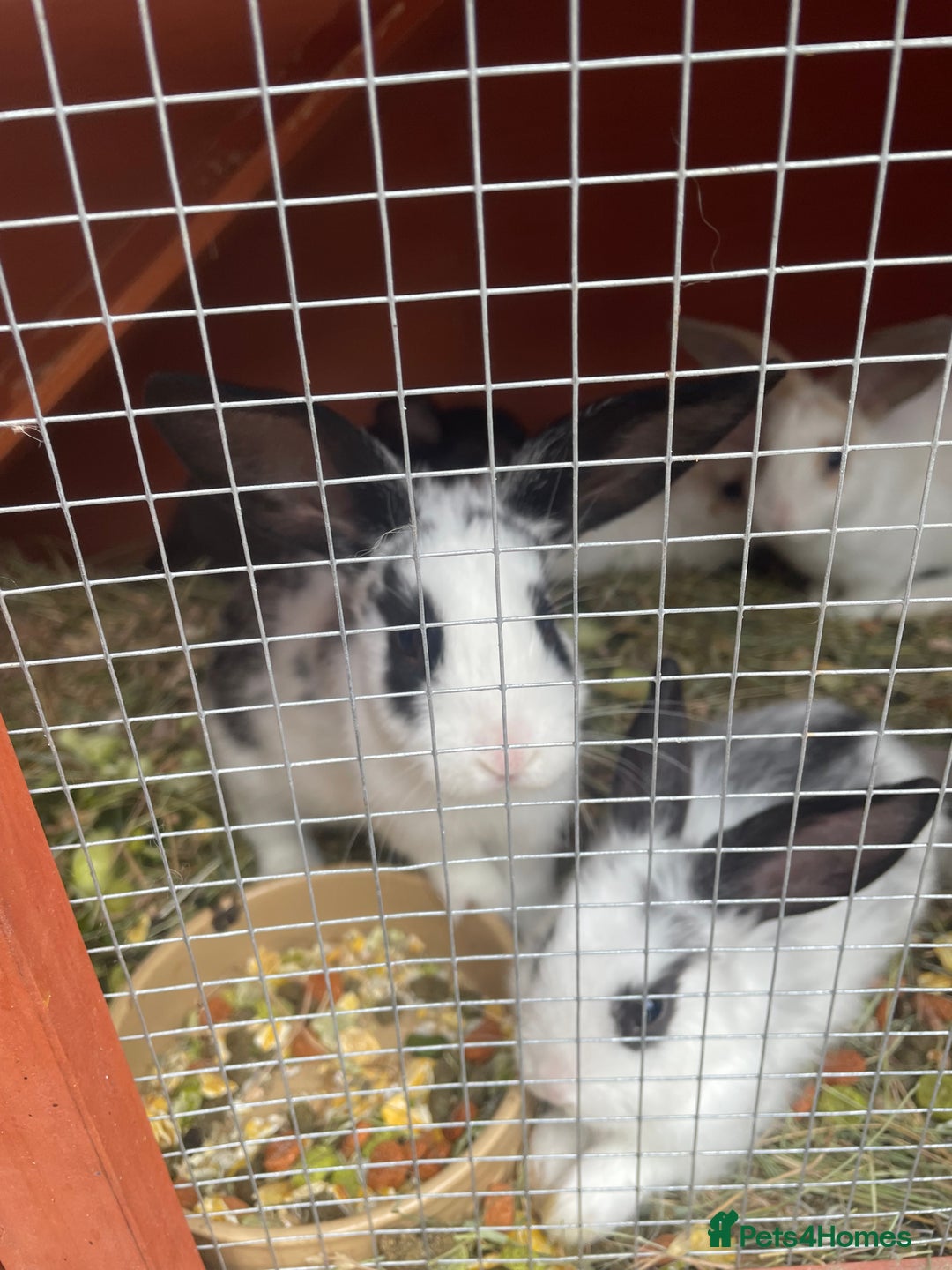 Mixed Breed rabbits for sale: Mixed breed baby rabbits  - Image 6