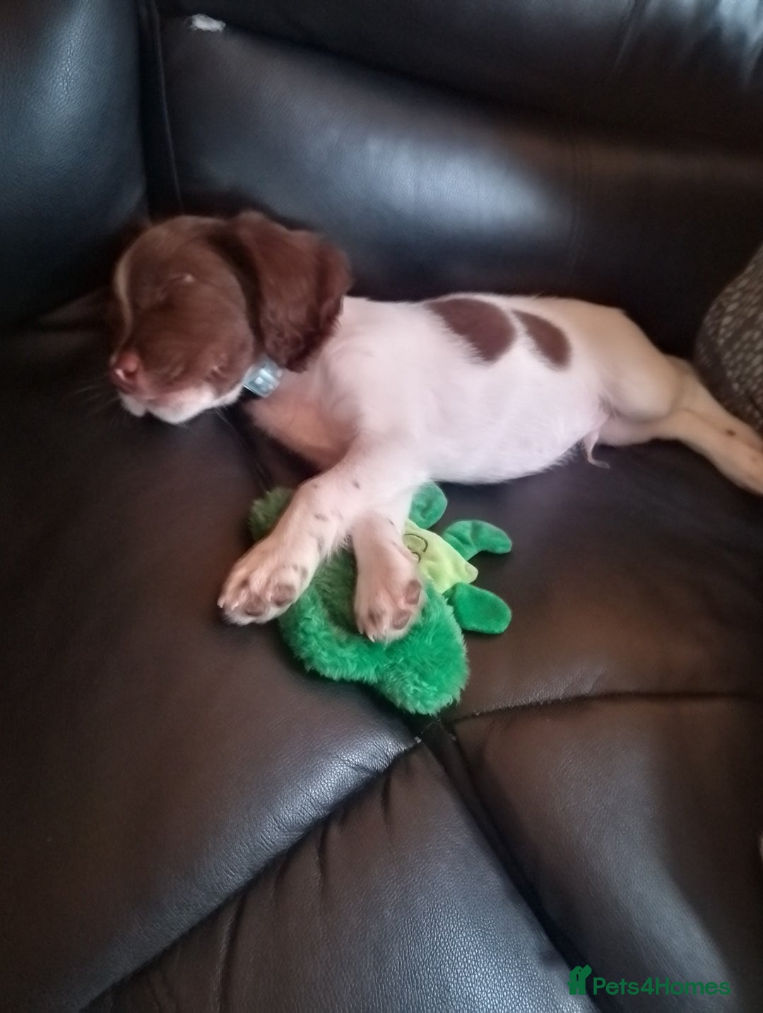 English Springer Spaniel dogs for sale: Springer spaniel  - Image 3
