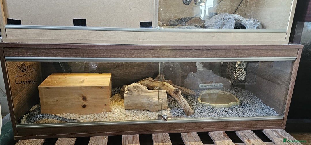 Corn Snake reptiles for sale: Friendly corn snake, vivarium with full set up - Advert 4