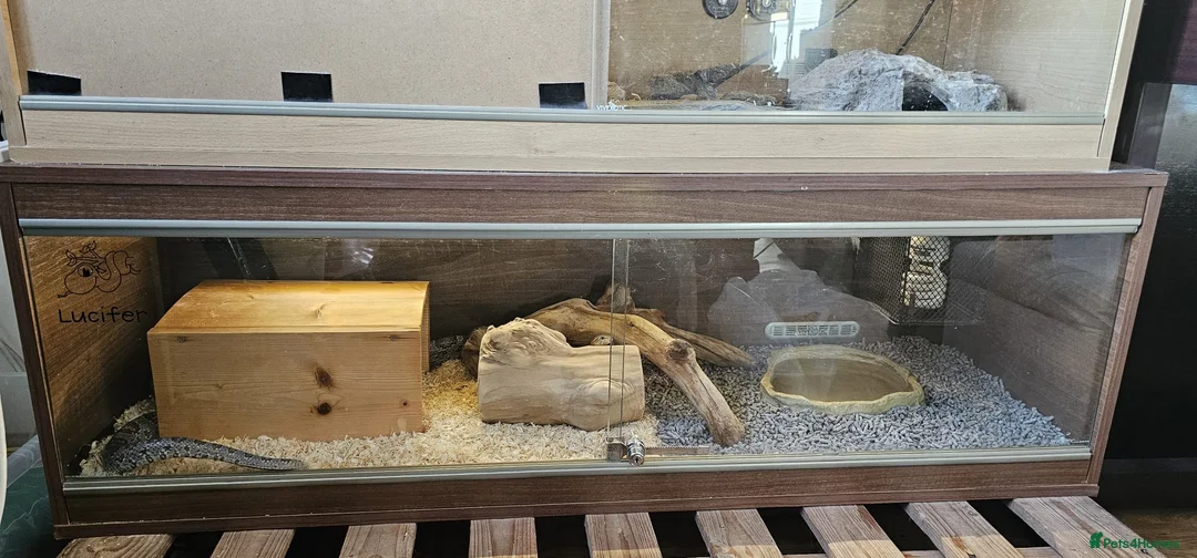 Corn Snake reptiles for sale: Friendly corn snake, vivarium with full set up - Advert 4
