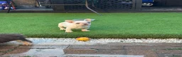 French Bulldog dogs for sale: REDUCED FlOODLE /French bulldogs - Advert 17