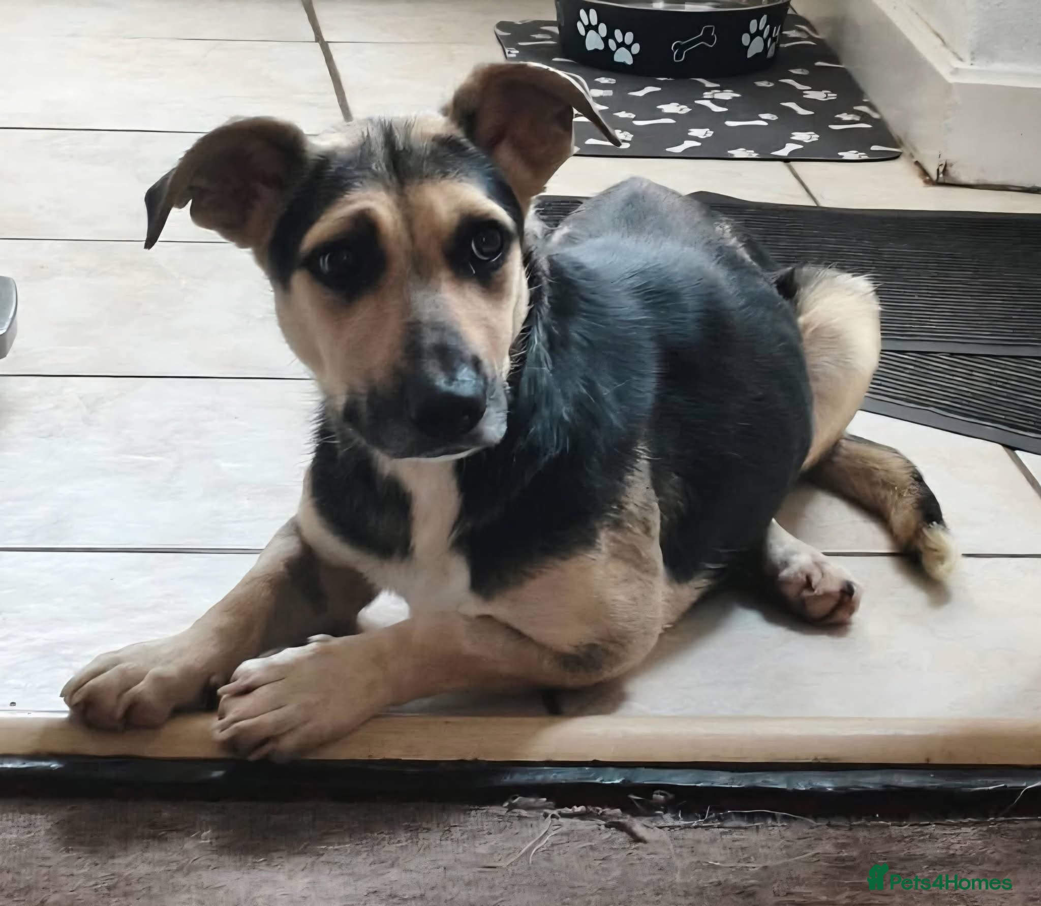 Mixed Breed dogs ANTONIO - FOR ADOPTION  - Advert 1