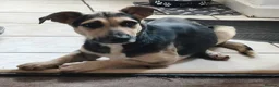 Mixed Breed dogs for adoption: ANTONIO - FOR ADOPTION  in Southport - Advert 1