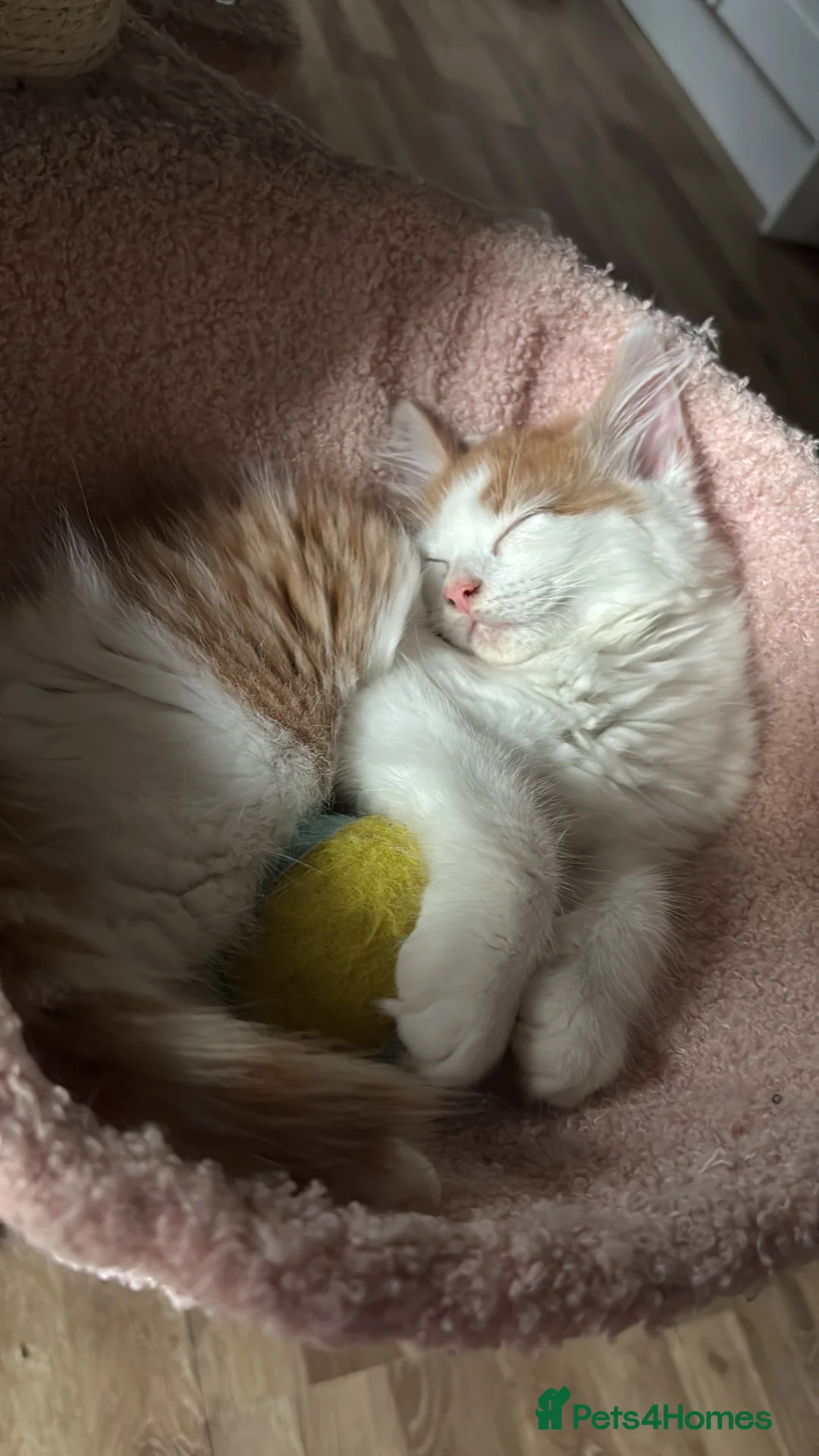 Domestic Shorthair cats for sale: UPDATE 2nd February 1 ginger and white boy left - Advert 32
