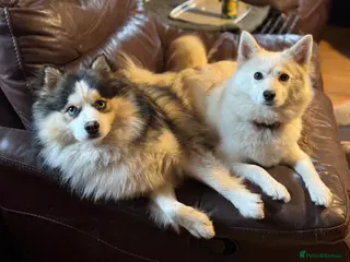 Pomsky dogs Pomsky puppies in Ballymena - Advert 1