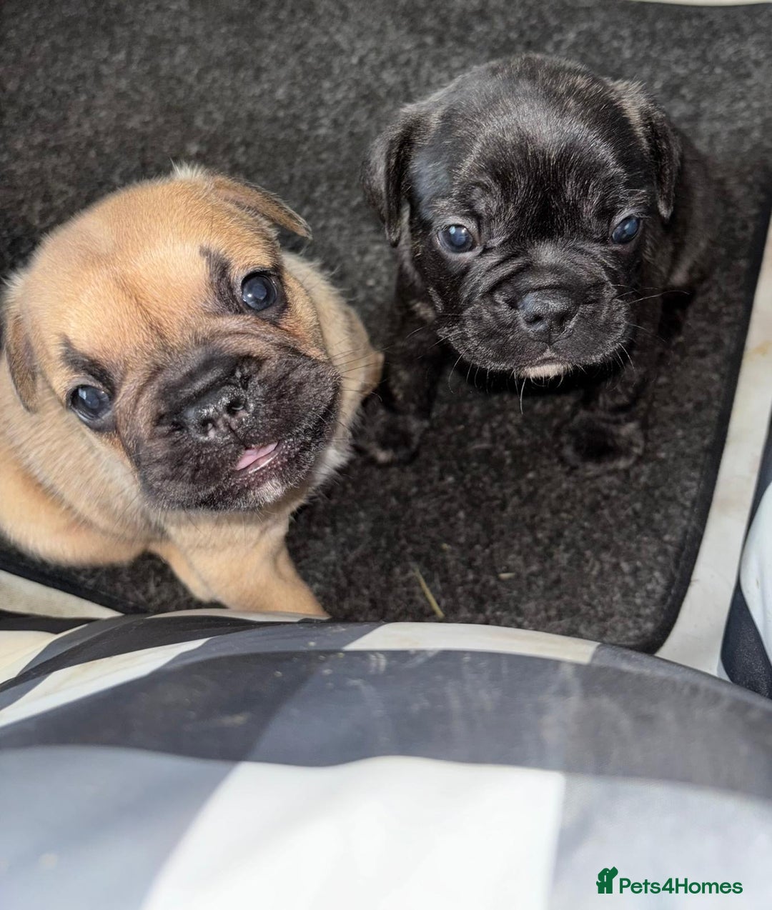 French Bulldog dogs for sale: 2 boy freachies pup ready to go  - Image 1