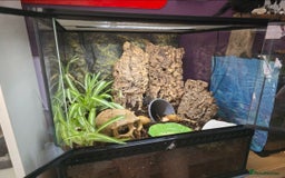 Snails invertebrates for sale: 2 Subadult giant African land snails - Image 4