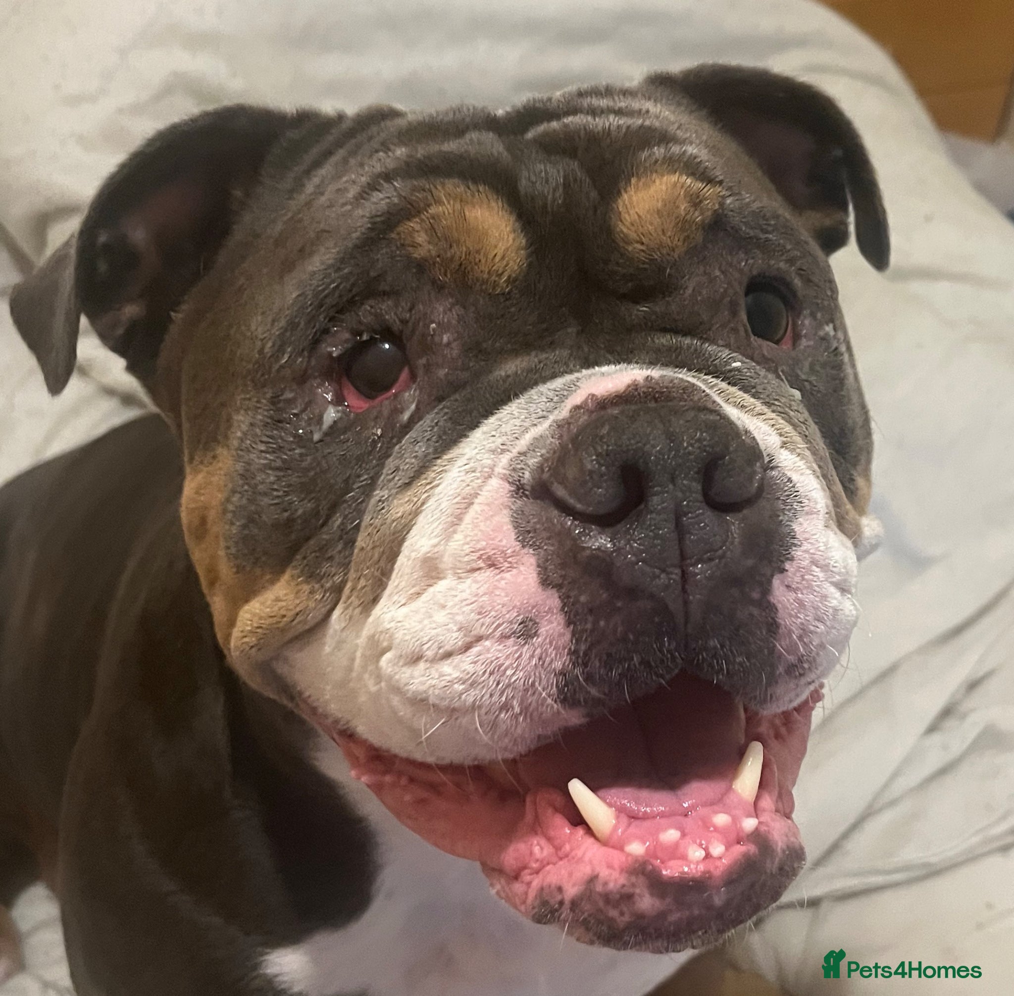 English Bulldog dogs Bulldog Rita  - Advert 16