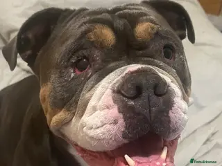 English Bulldog dogs Bulldog Rita - Advert 16