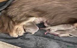 Chihuahua dogs for sale: Fluffy Chihuahua boys - Image 5