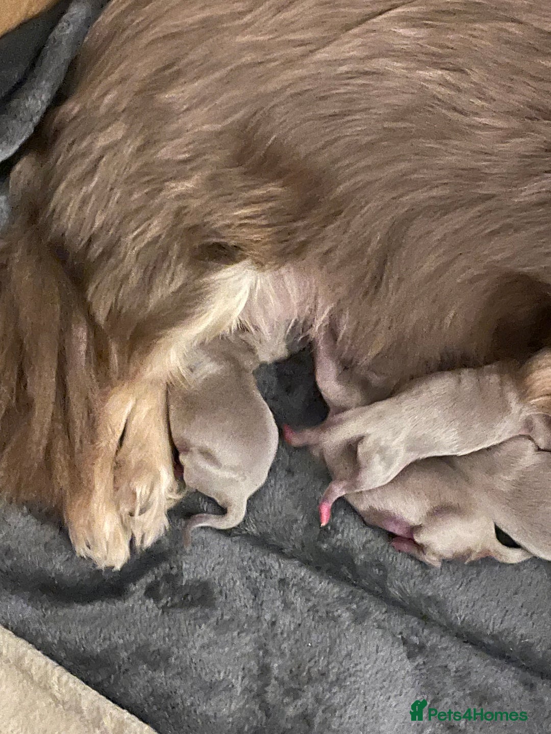 Chihuahua dogs for sale: Fluffy Chihuahua boys - Image 5