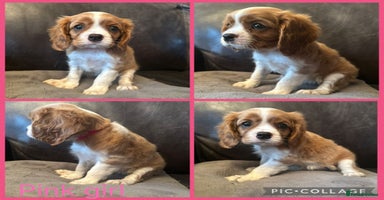 Cavalier King Charles Spaniel dogs cavalier king charles  - Advert 2