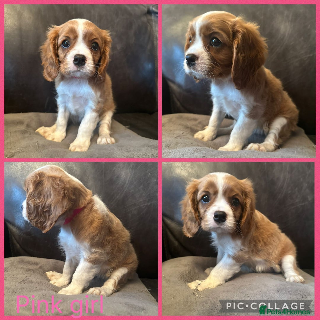 Cavalier King Charles Spaniel dogs for sale: cavalier king charles  - Image 6