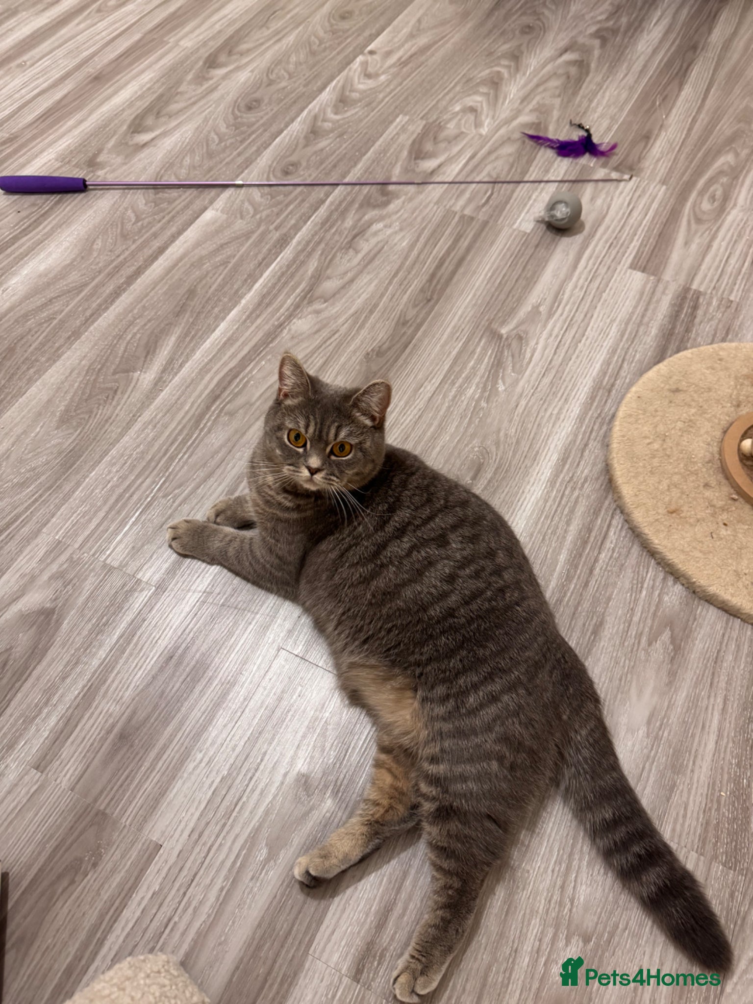 British Shorthair cats British Shorthair kittens due May 2026 - Advert 1