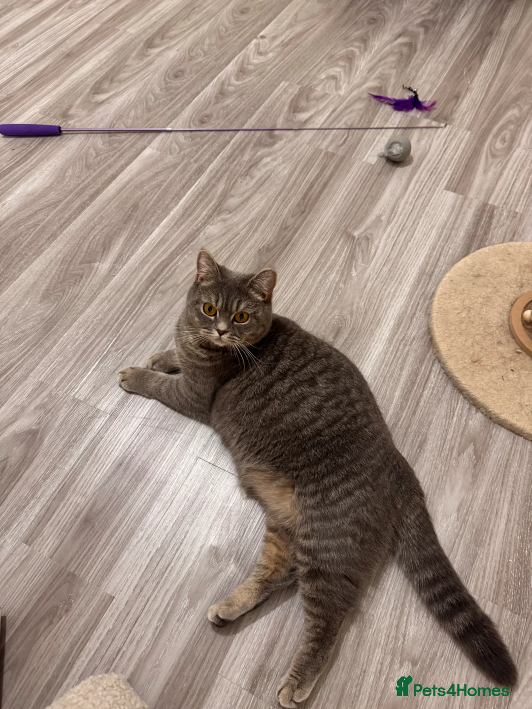 British Shorthair cats for sale: British Shorthair kittens due May 2026 in Glasgow - Advert 1
