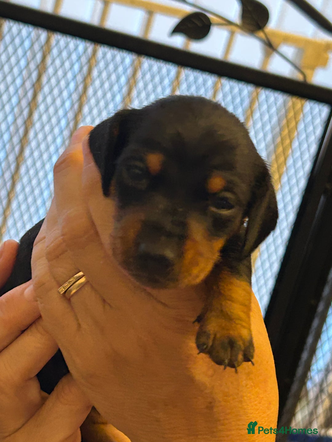 Miniature Dachshund dogs for sale: Six beautiful miniature Dachshunds - Image 17