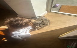 Bengal cats for sale: 2 sibling bengal kittens for sale - Image 4