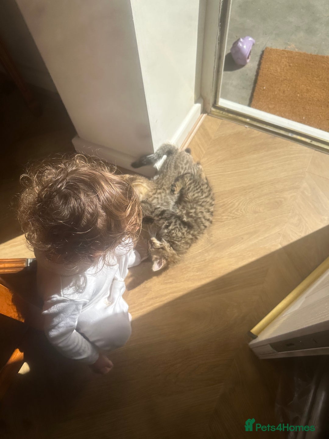 Bengal cats for sale: 2 sibling bengal kittens for sale - Image 4