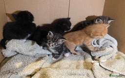 Mixed Breed cats for sale: Adorable kittens for sale - Image 2