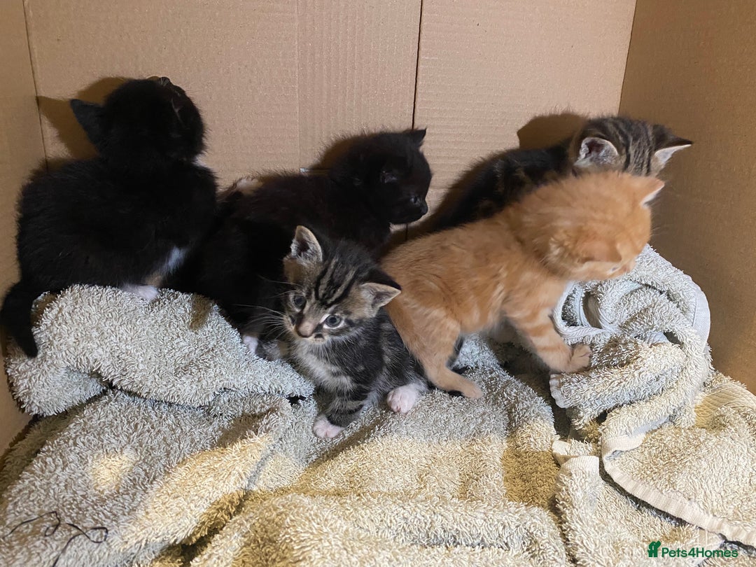 Mixed Breed cats for sale: Adorable kittens for sale - Image 2