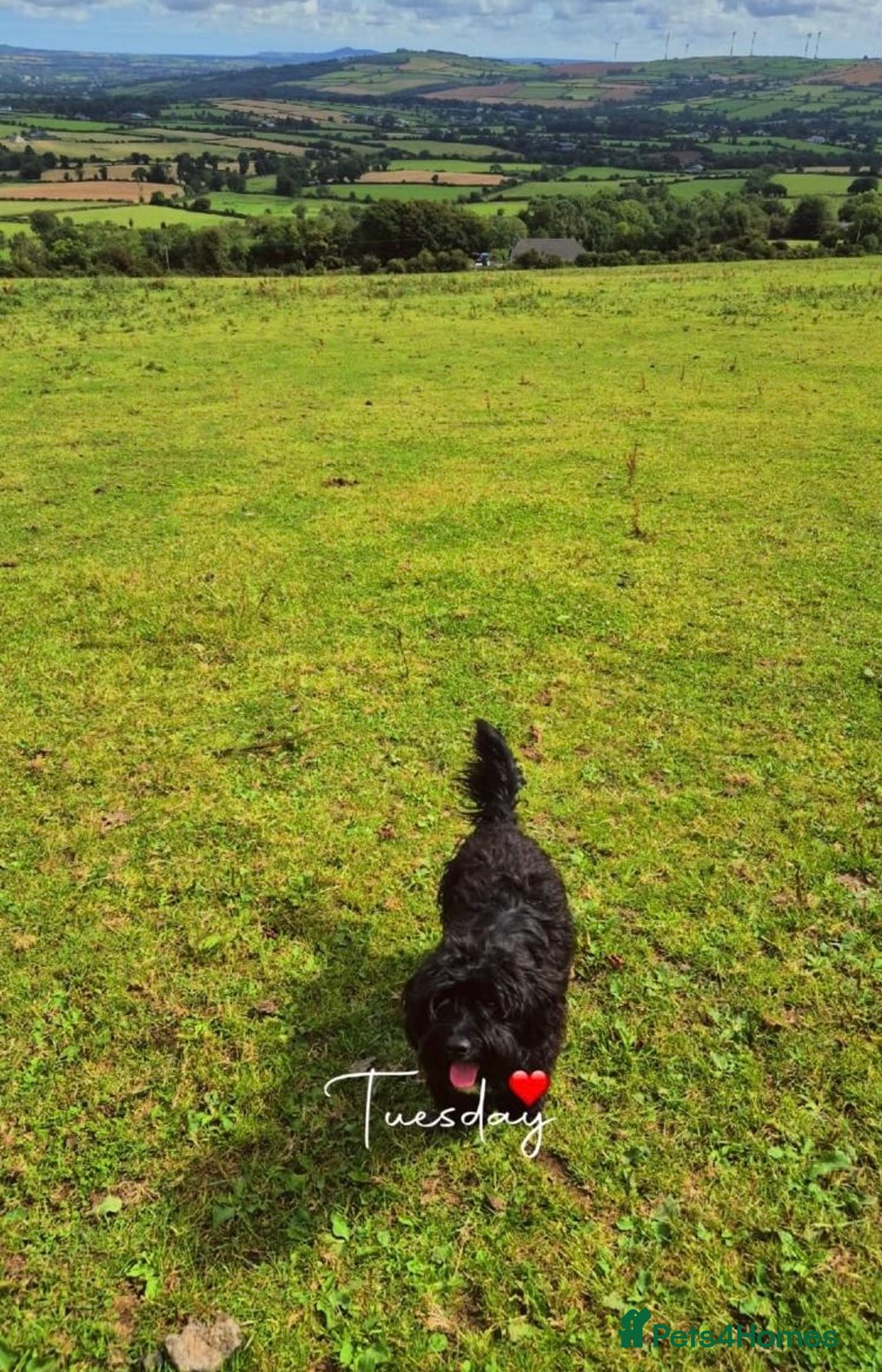 Mixed Breed dogs for sale: 6 beautiful cockapoo x terriers  - Advert 2