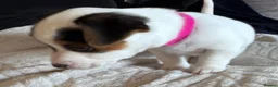 Jack Russell dogs for sale: Jack Russell Puppies in York - Advert 23
