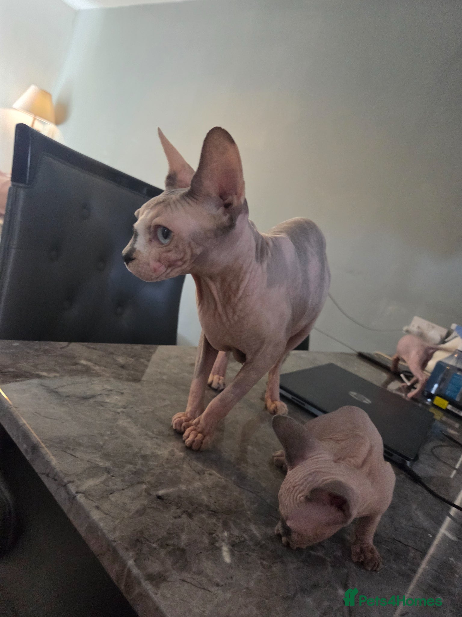 Sphynx cats Boy sphynx x 2 - Advert 2