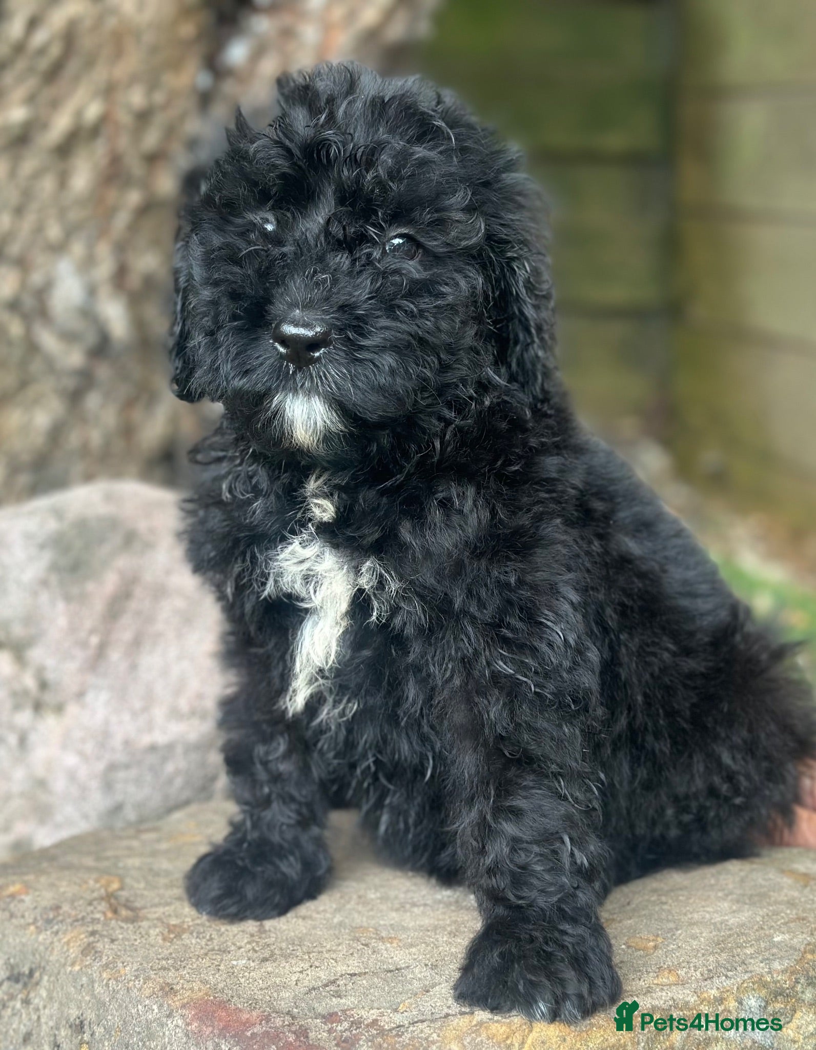 Bernedoodle dogs F1 STANDARD BERNADOODLE DOLLY B/W GIRL REDUCED - Advert 2