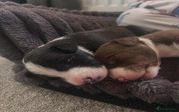 Mixed Breed dogs for sale: Bull Greyhound/Whippet Pups - Advert 6