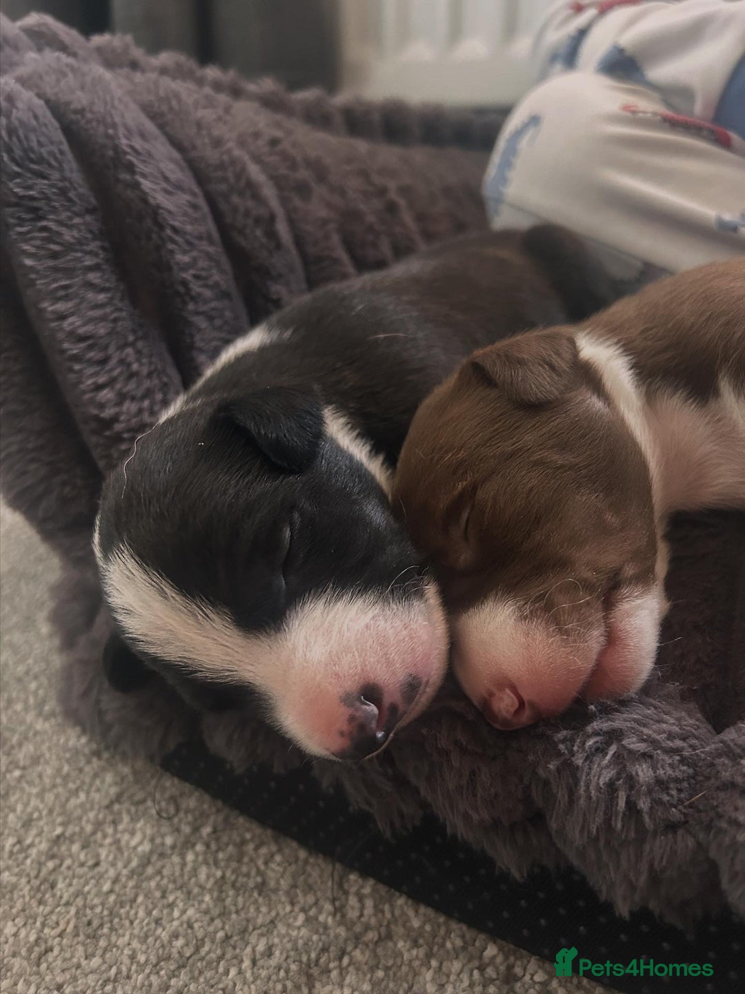 Mixed Breed dogs for sale: Bull Greyhound/Whippet Pups - Advert 6