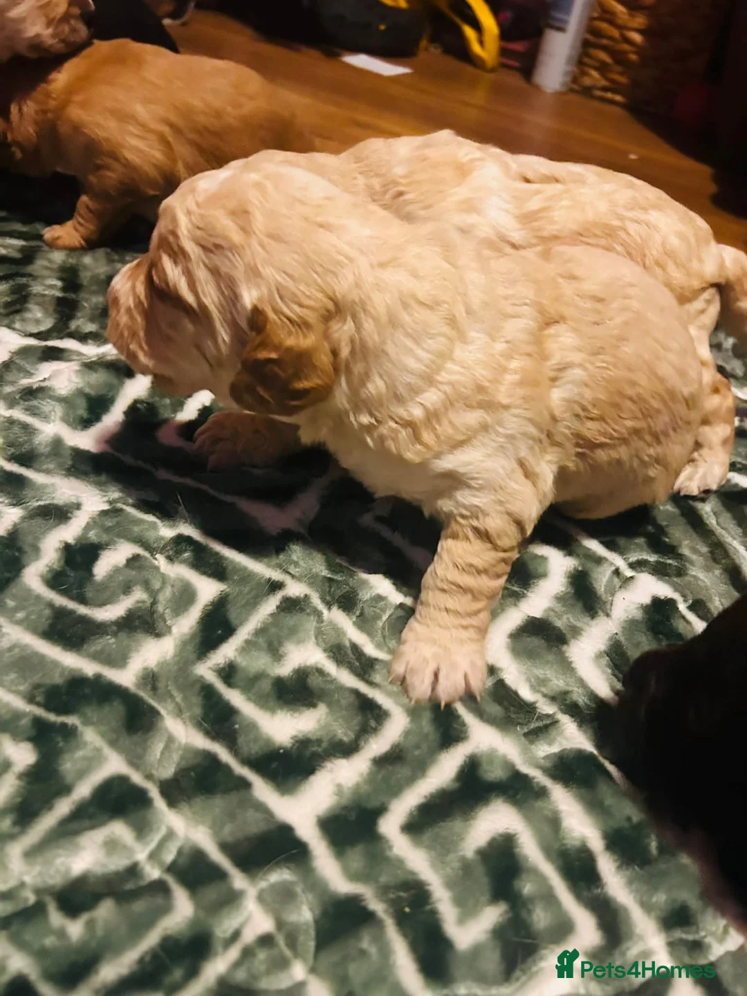 Mixed Breed dogs for sale: 9 Beautiful Puppies for sale - Advert 22