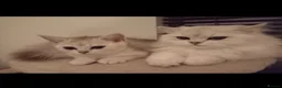 British Shorthair cats for sale: Silver & Golden British Shorthair Kittens  in Ballynahinch - Advert 3
