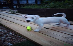 Mixed Breed dogs for sale: Beautiful boy looking for a forever home  - Image 3
