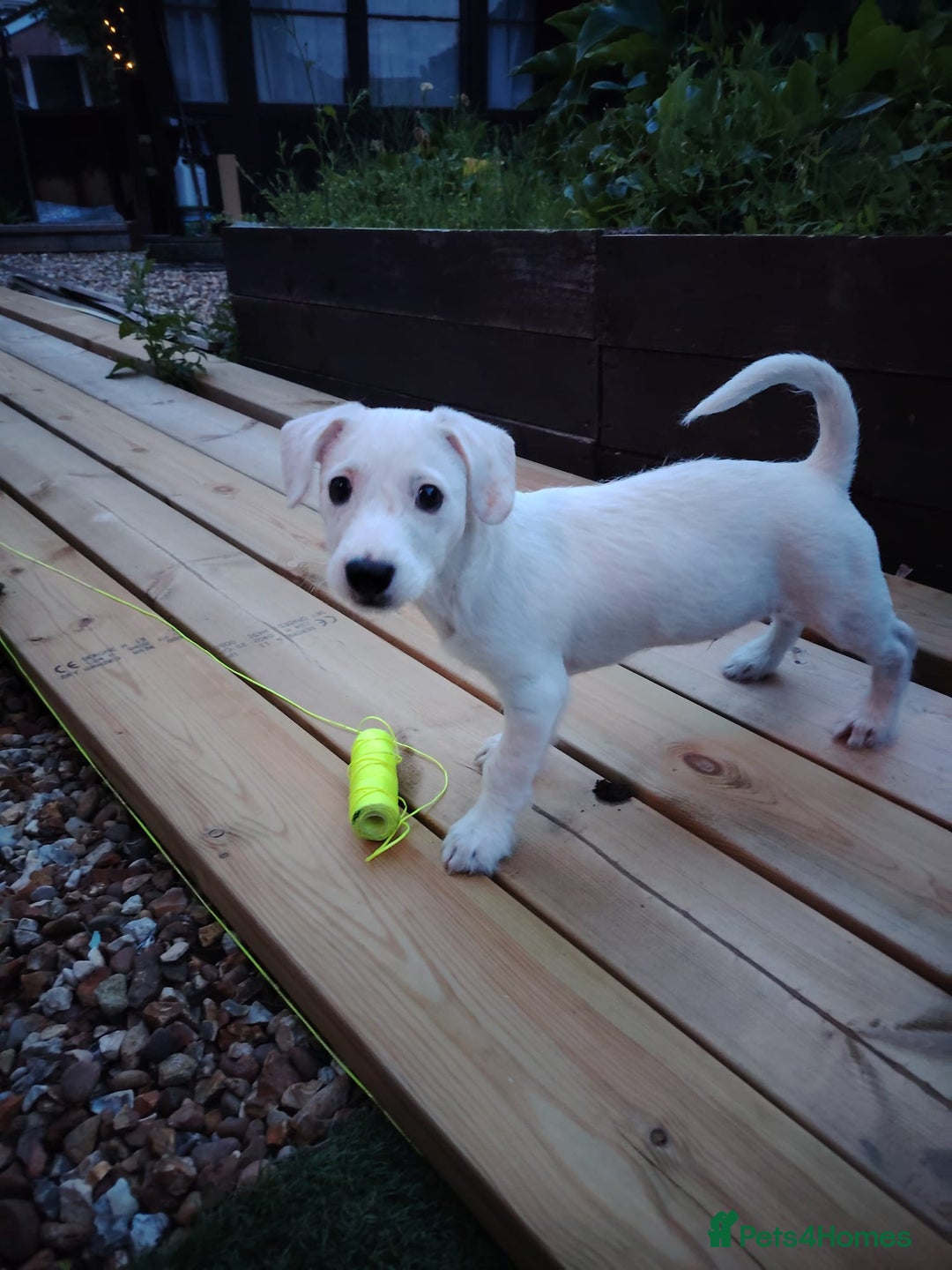 Mixed Breed dogs for sale: Beautiful boy looking for a forever home  - Image 3