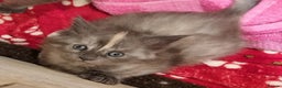 Maine Coon cats for sale: Two beautiful male Maine Coons - Advert 3
