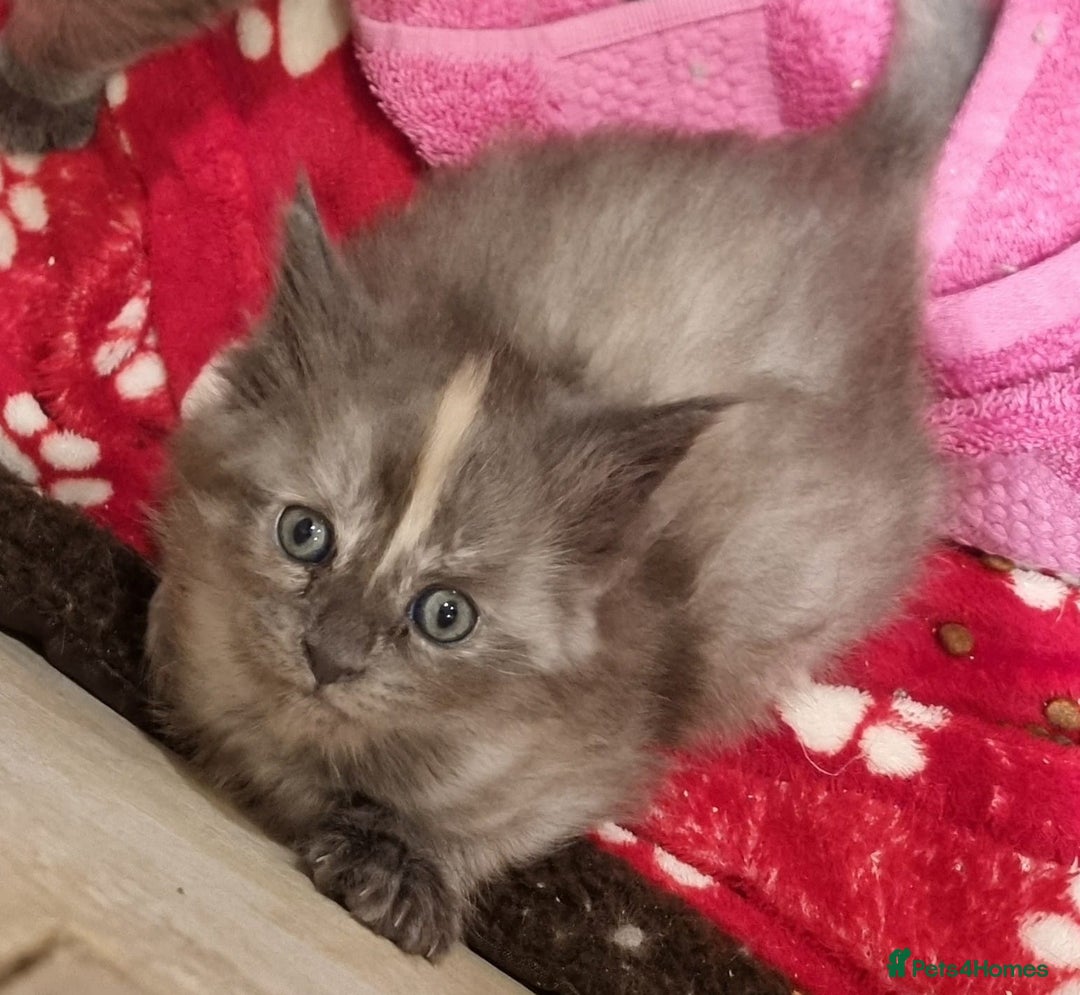Maine Coon cats for sale: Two beautiful male Maine Coons - Advert 3