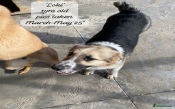 Mixed Breed dogs for adoption: Loki, 1 yr old, male. Reserved stc.  in Brixham - Image 16