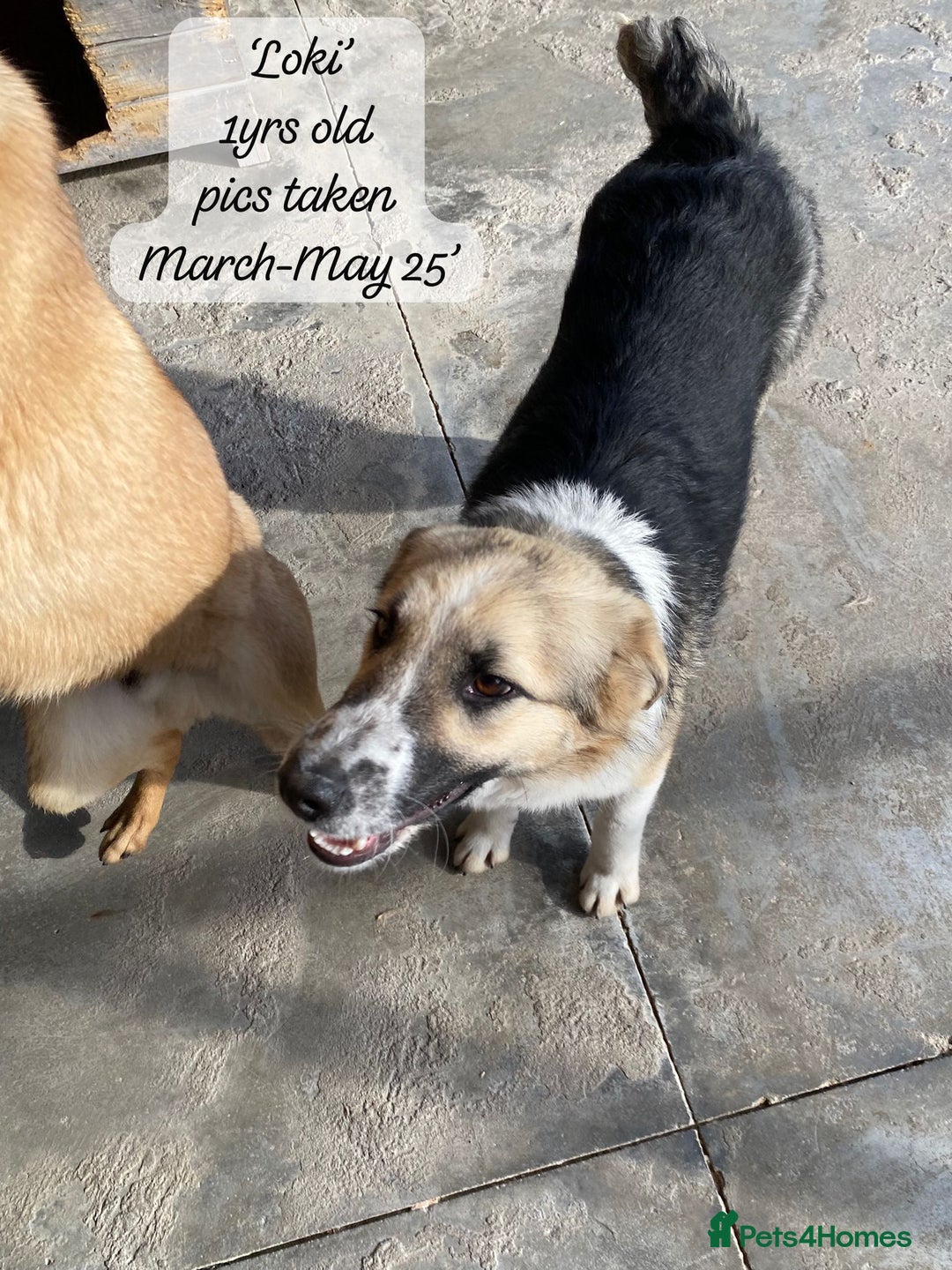 Mixed Breed dogs for adoption: Loki, 1 yr old, male. Reserved stc.  in Brixham - Image 16